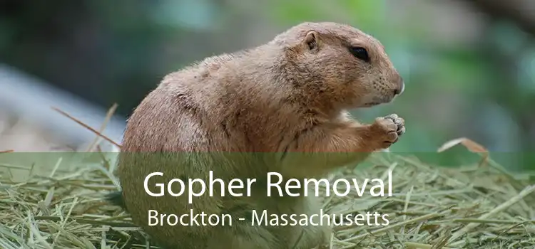 Gopher Removal Brockton - Massachusetts
