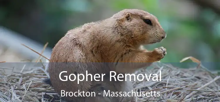 Gopher Removal Brockton - Massachusetts