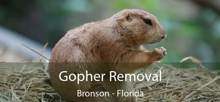 Gopher Removal Bronson - Florida