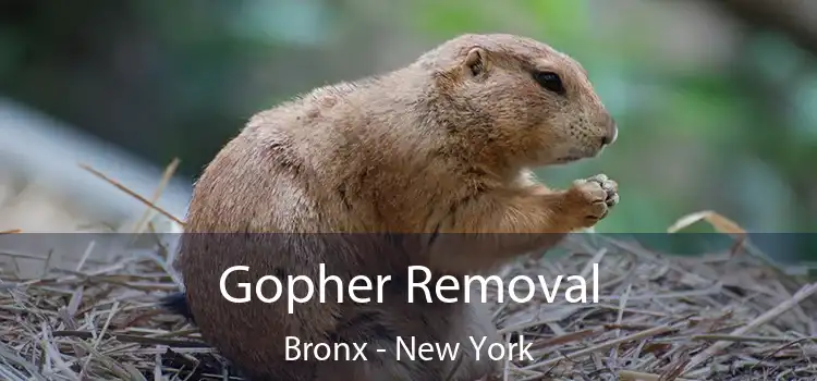 Gopher Removal Bronx - New York