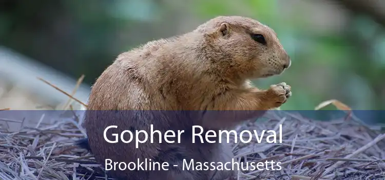 Gopher Removal Brookline - Massachusetts