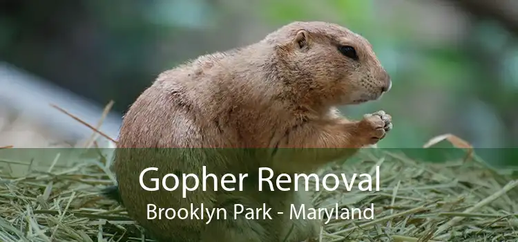 Gopher Removal Brooklyn Park - Maryland