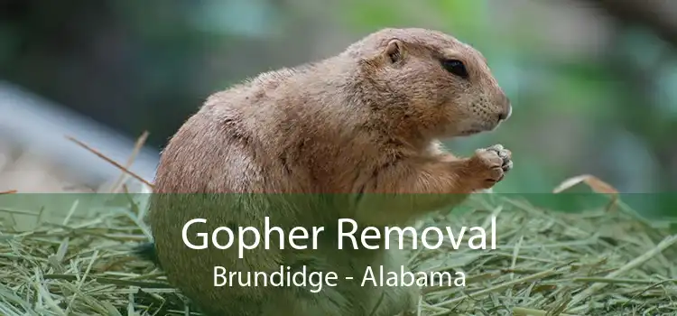 Gopher Removal Brundidge - Alabama