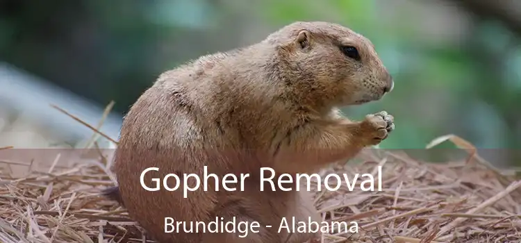 Gopher Removal Brundidge - Alabama