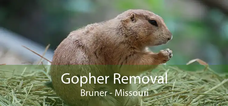 Gopher Removal Bruner - Missouri