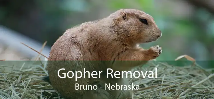 Gopher Removal Bruno - Nebraska