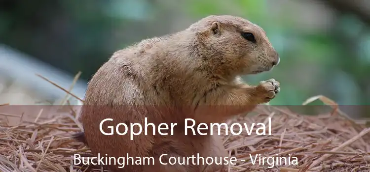 Gopher Removal Buckingham Courthouse - Virginia