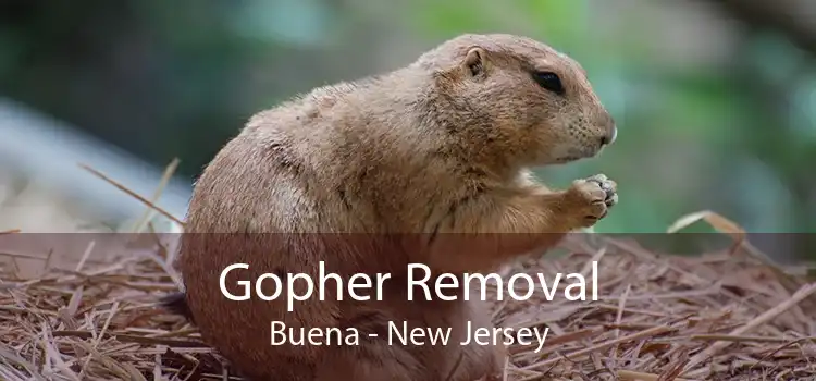 Gopher Removal Buena - New Jersey