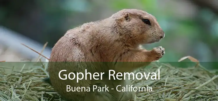 Gopher Removal Buena Park - California