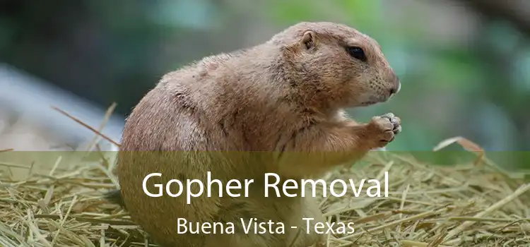 Gopher Removal Buena Vista - Texas