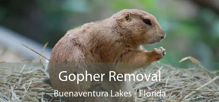 Gopher Removal Buenaventura Lakes - Florida