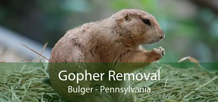 Gopher Removal Bulger - Pennsylvania