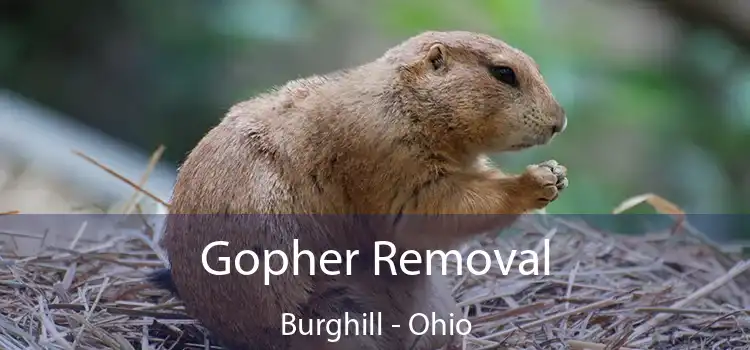 Gopher Removal Burghill - Ohio