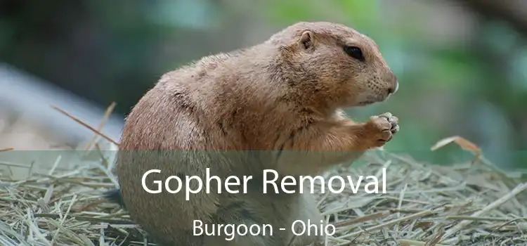 Gopher Removal Burgoon - Ohio