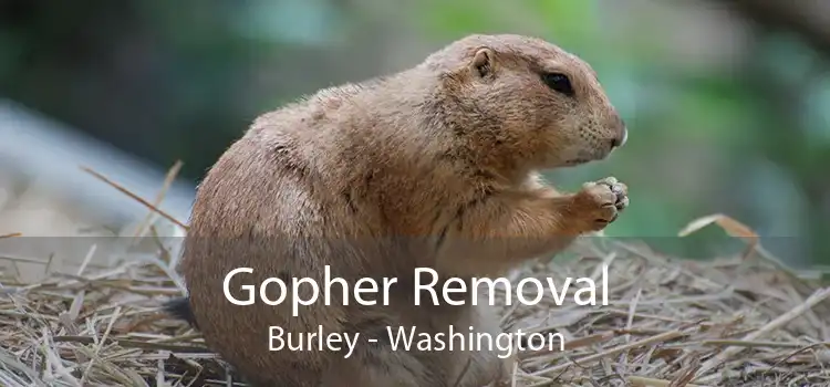 Gopher Removal Burley - Washington