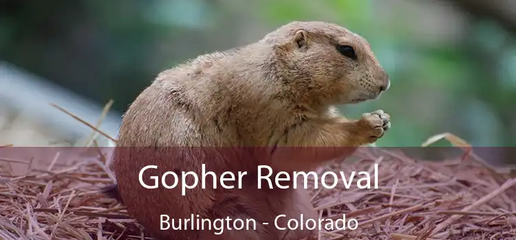 Gopher Removal Burlington - Colorado