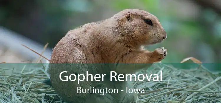 Gopher Removal Burlington - Iowa