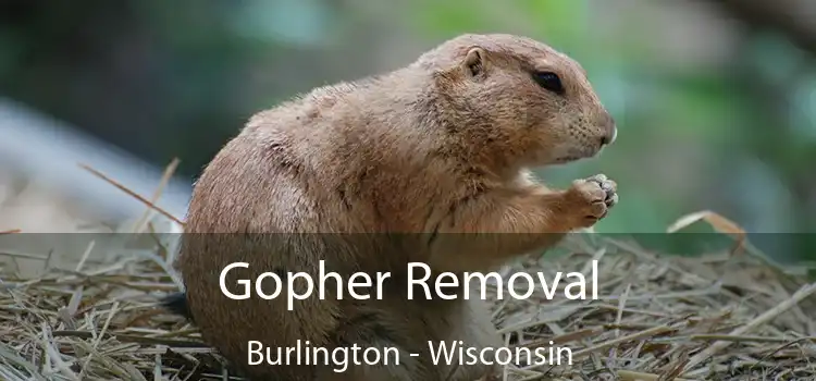 Gopher Removal Burlington - Wisconsin