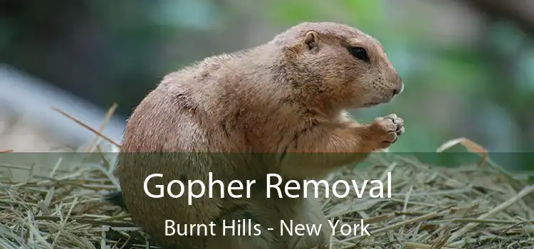 Gopher Removal Burnt Hills - New York