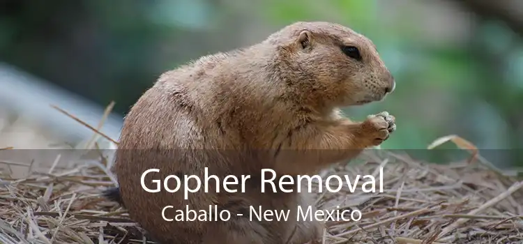 Gopher Removal Caballo - New Mexico