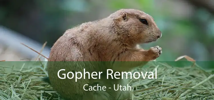Gopher Removal Cache - Utah