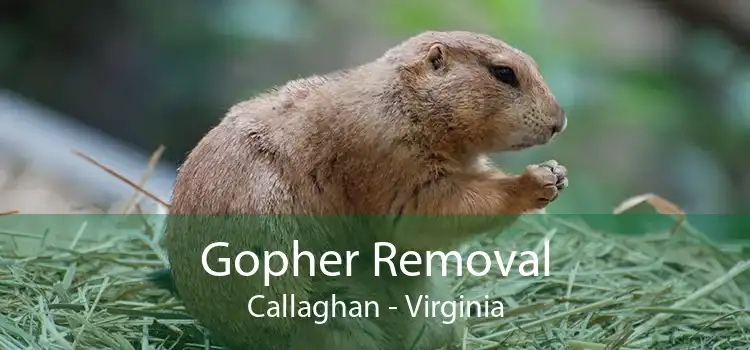 Gopher Removal Callaghan - Virginia