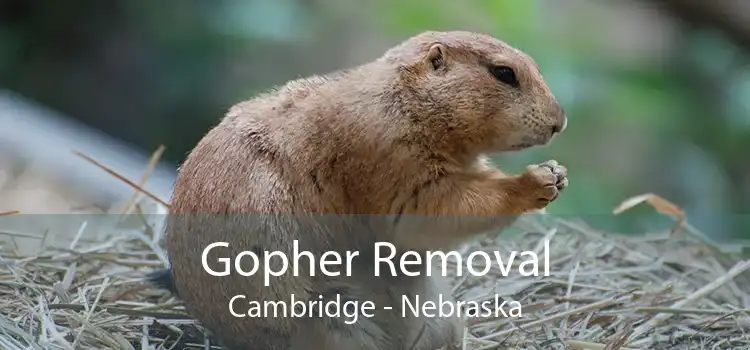 Gopher Removal Cambridge - Nebraska