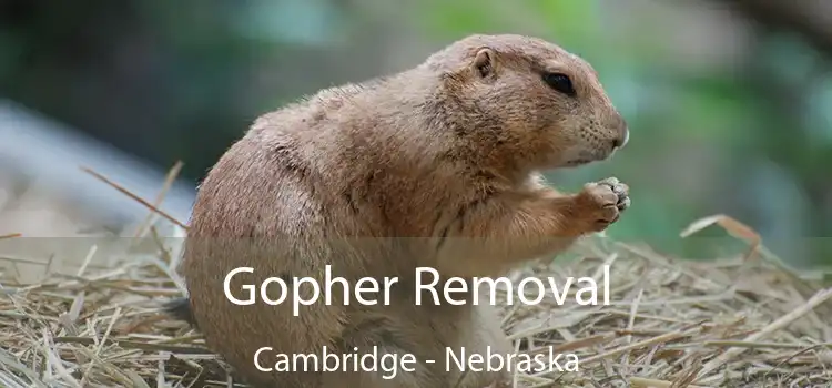 Gopher Removal Cambridge - Nebraska