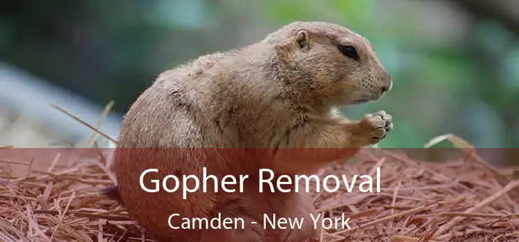 Gopher Removal Camden - New York