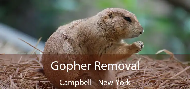 Gopher Removal Campbell - New York