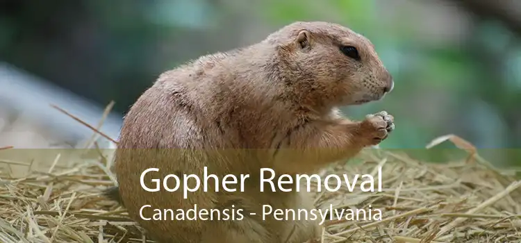 Gopher Removal Canadensis - Pennsylvania
