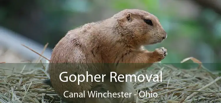 Gopher Removal Canal Winchester - Ohio