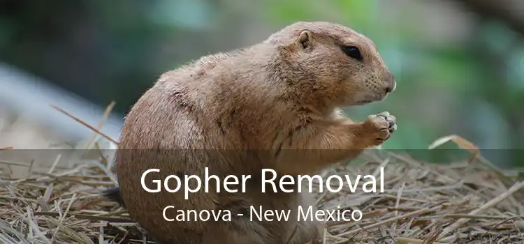 Gopher Removal Canova - New Mexico