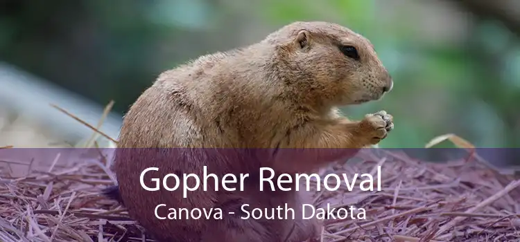 Gopher Removal Canova - South Dakota