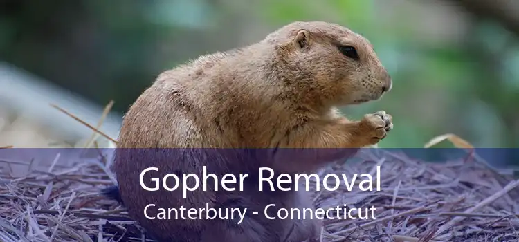 Gopher Removal Canterbury - Connecticut