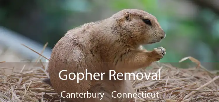 Gopher Removal Canterbury - Connecticut