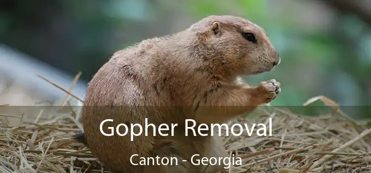 Gopher Removal Canton - Georgia