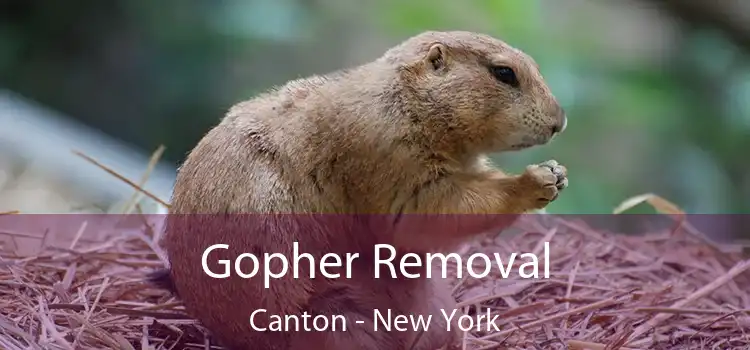 Gopher Removal Canton - New York