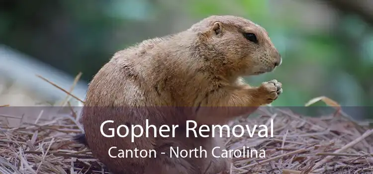 Gopher Removal Canton - North Carolina