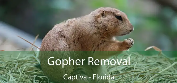 Gopher Removal Captiva - Florida