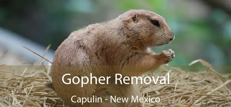 Gopher Removal Capulin - New Mexico