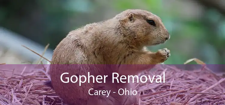 Gopher Removal Carey - Ohio