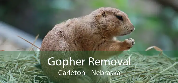 Gopher Removal Carleton - Nebraska