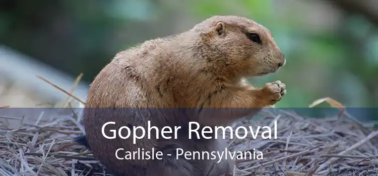 Gopher Removal Carlisle - Pennsylvania