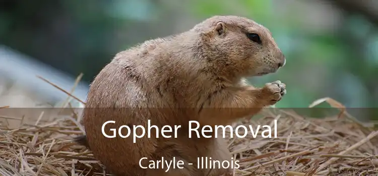 Gopher Removal Carlyle - Illinois