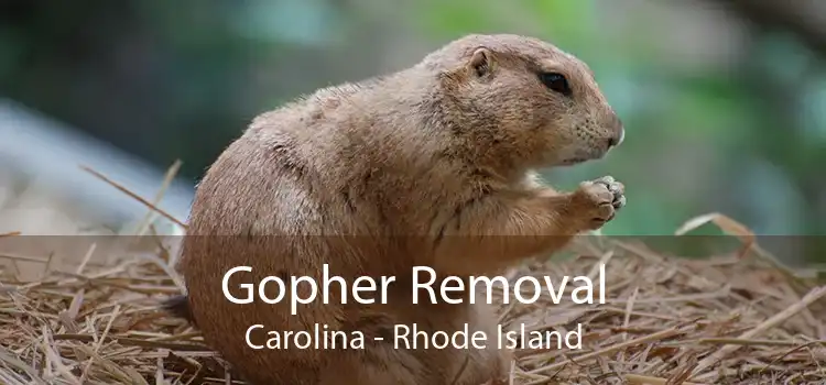 Gopher Removal Carolina - Rhode Island