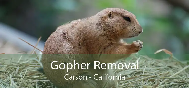 Gopher Removal Carson - California