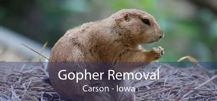 Gopher Removal Carson - Iowa