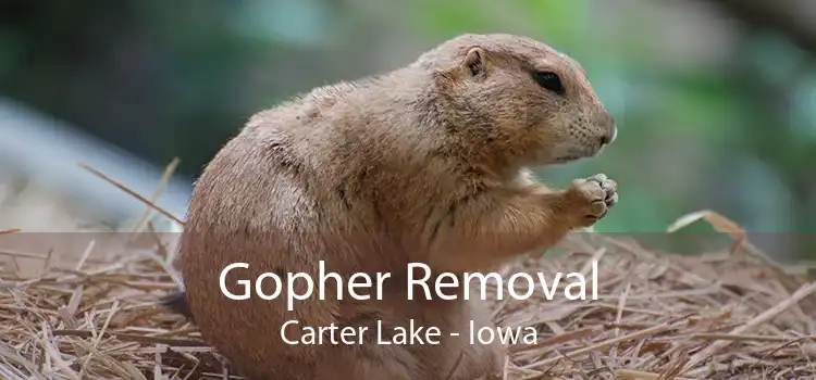 Gopher Removal Carter Lake - Iowa