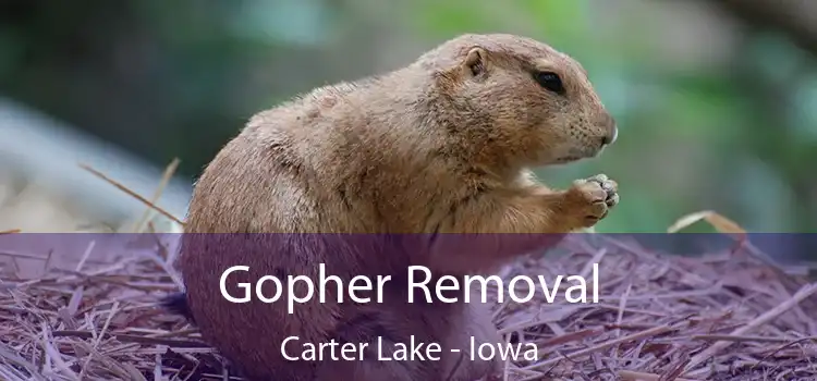 Gopher Removal Carter Lake - Iowa